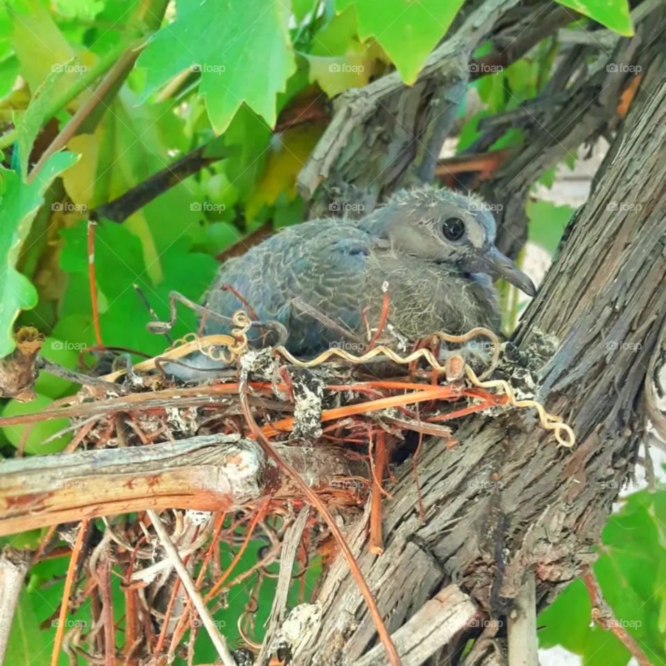 The dove chick, the wild bird, has grown feathers and is preparing to fly
