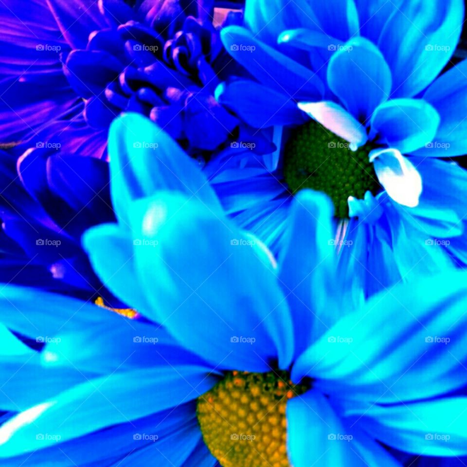 Nature, Flower, Summer, No Person, Bright