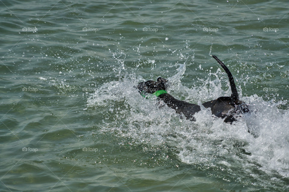 Swimming dog