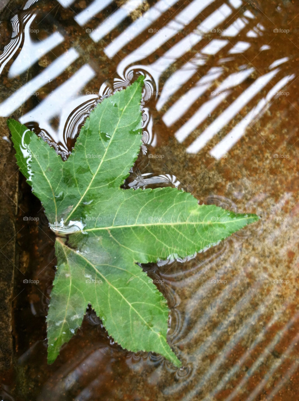 sweet water leaf bird by kenglund