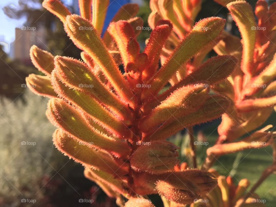 Yellow and red kangaroo paws in the garden, located  in the city centre.