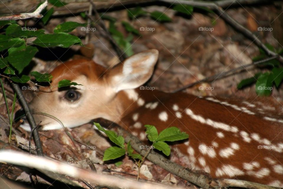 Bambi
