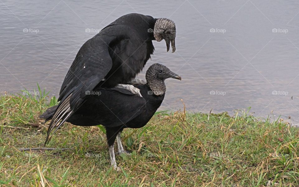 Pair of vulture mating