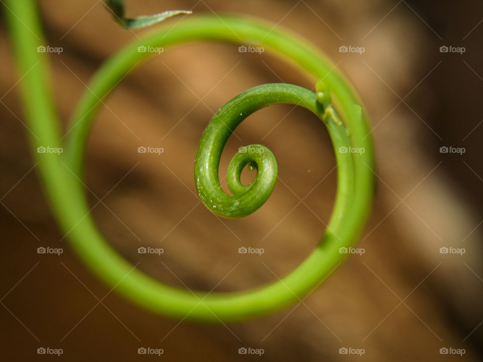vine plant spiral crating it's own frame