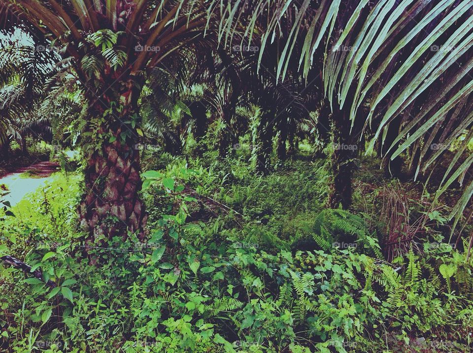 An oil palm plantation