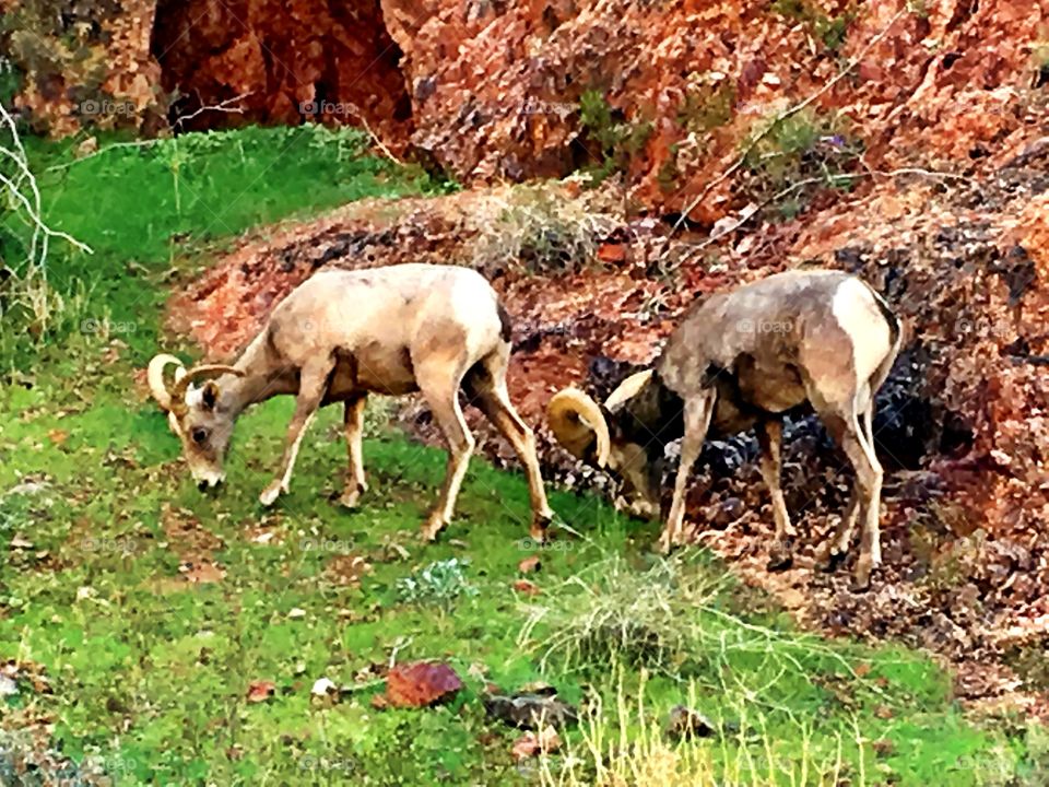 Big Horn Sheep