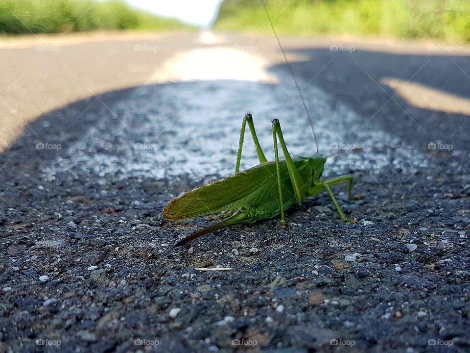 grasshopper