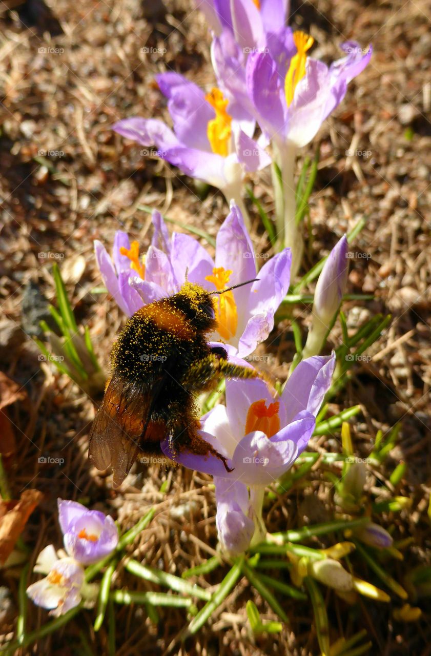 humble bee full of pollen