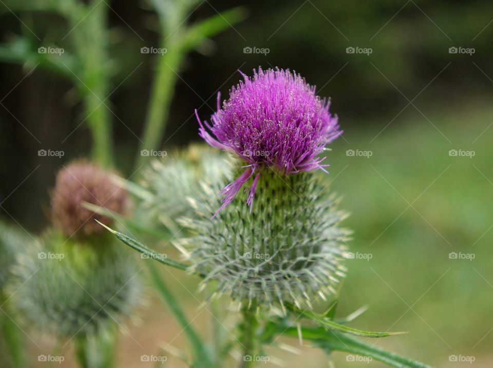 Meadow life