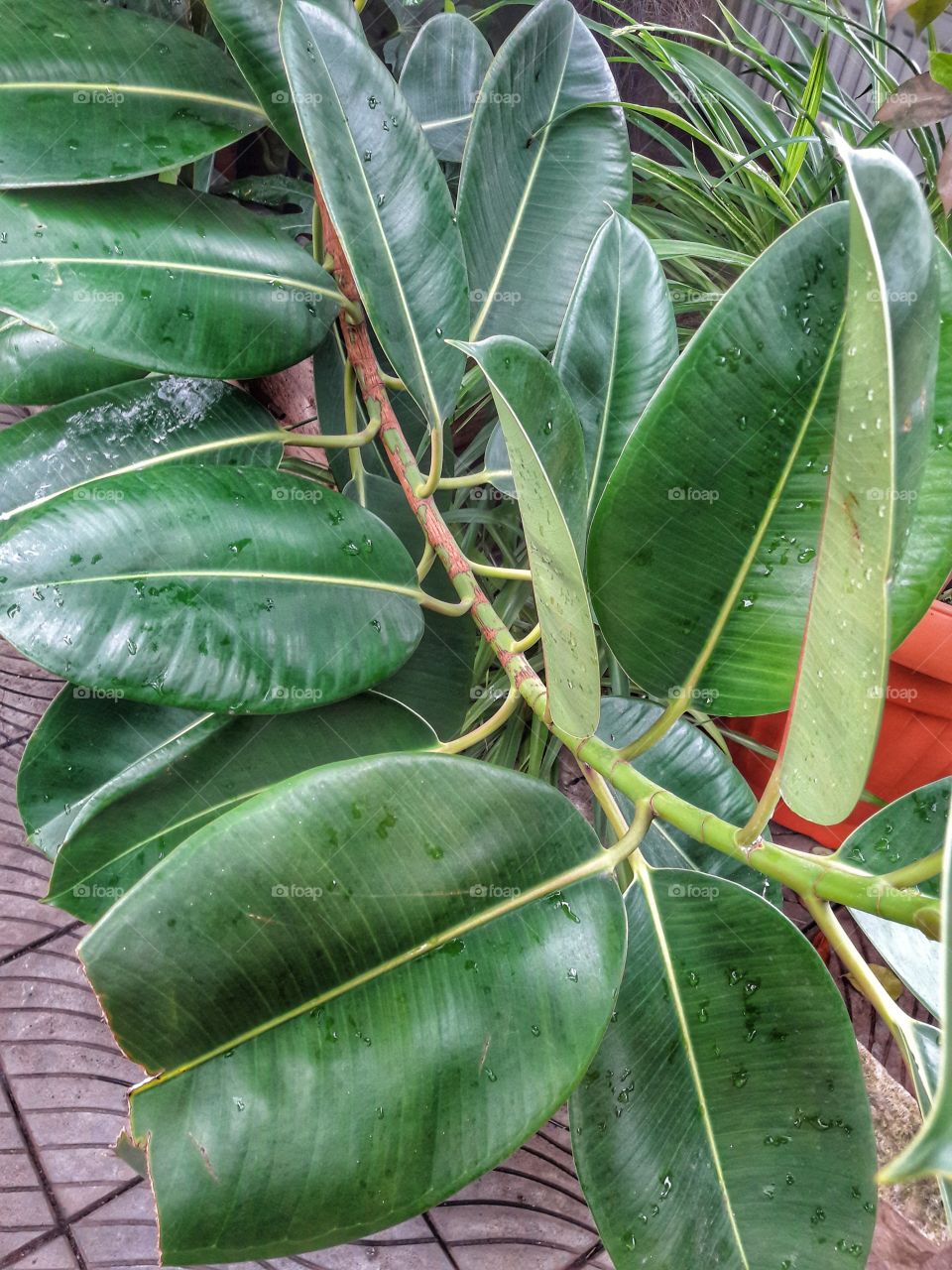 green leaf botanic day fresh nature exotic