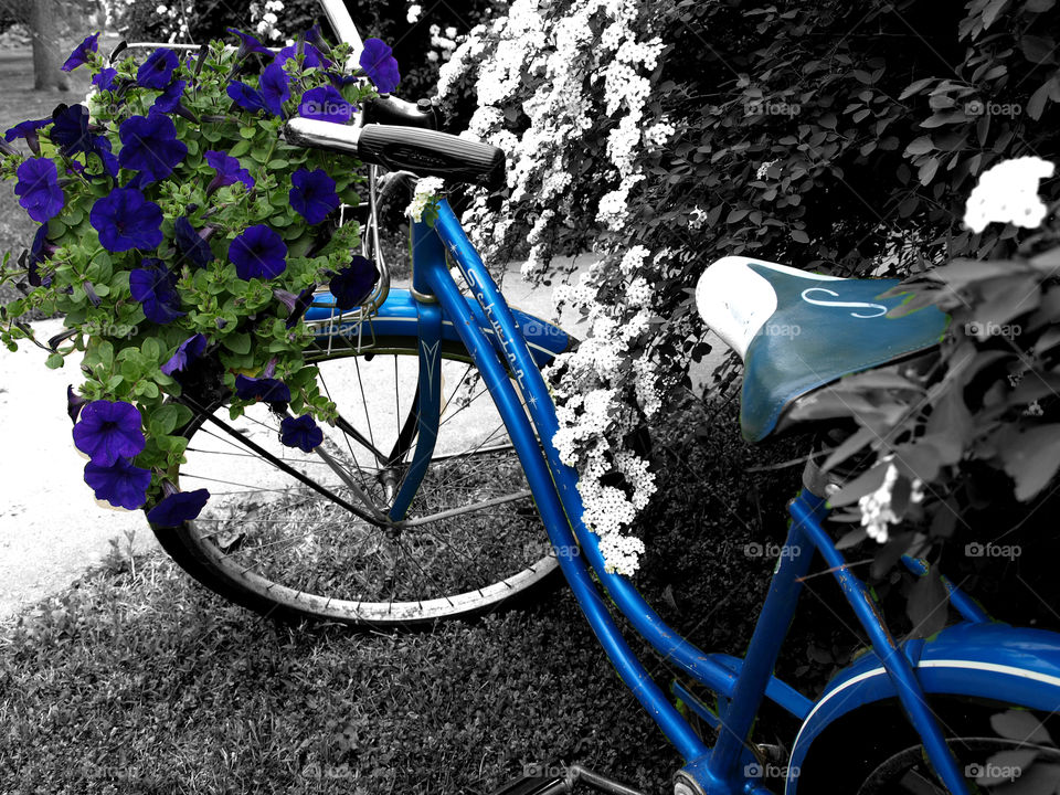 Vintage Schwinn blue bicycle ride through the park