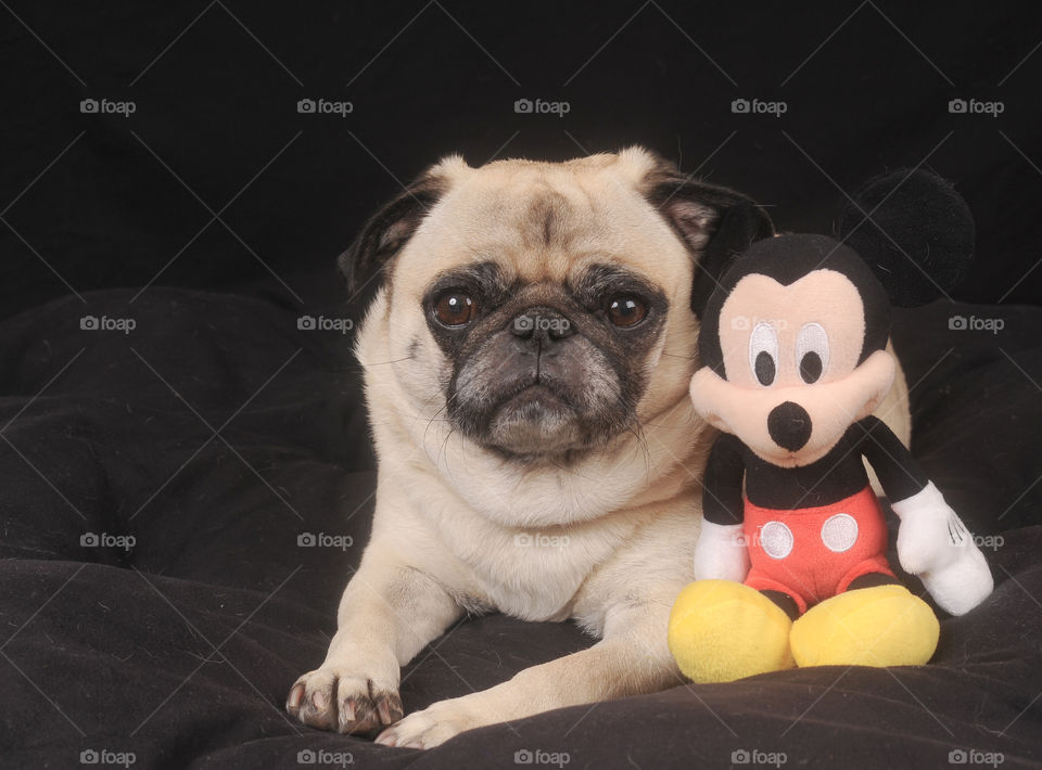 Pug with Mickey Mouse