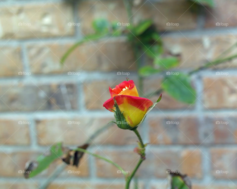 Yellow and red rose bud