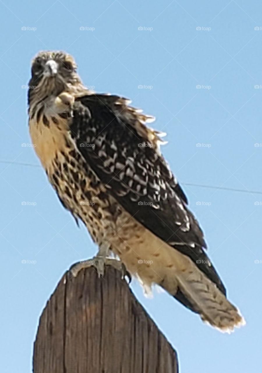 watchful hawk