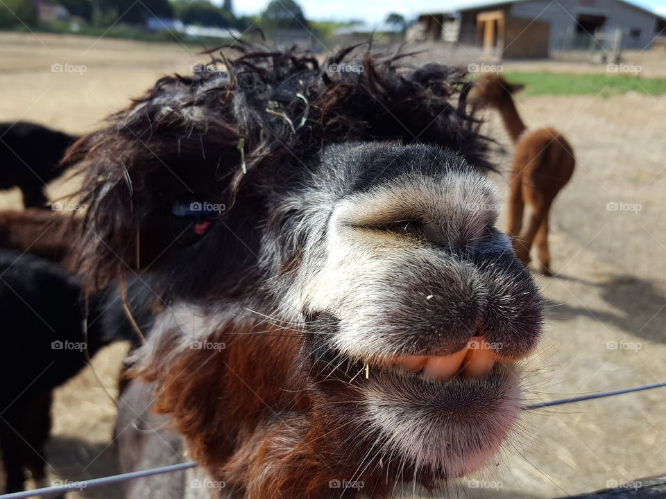 Close-up portrait of alpaca