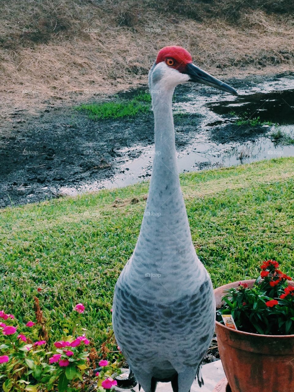 Sandhill crane posing near a flower garden.