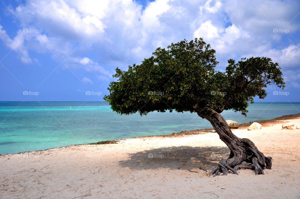 Aruba curved tree