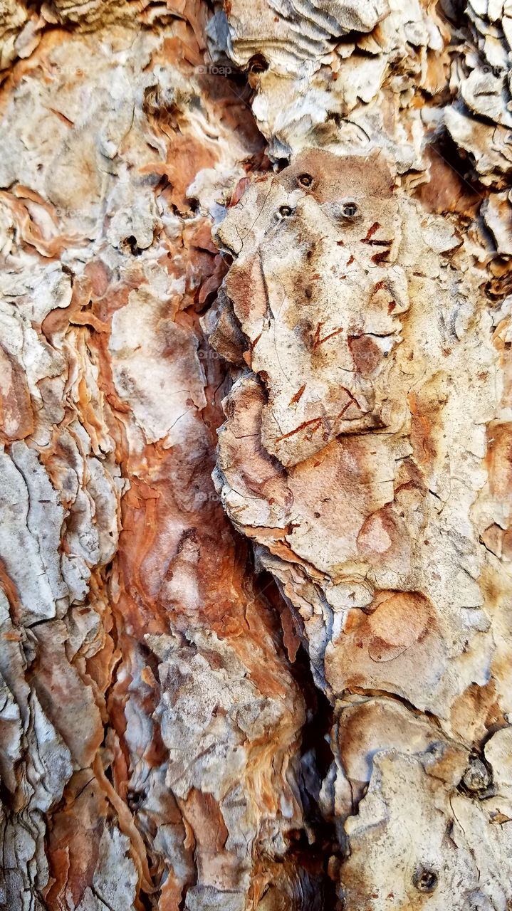 Tree bark