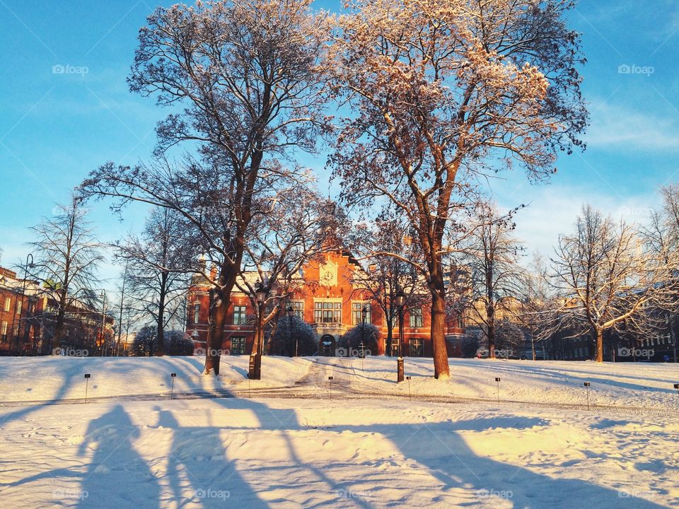 Tree, Winter, Season, Park, Snow