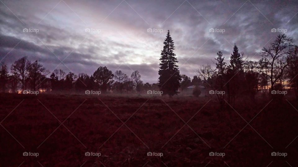 Sunset in the forest 🌲 Landscape 🌳 Scenery 🌲