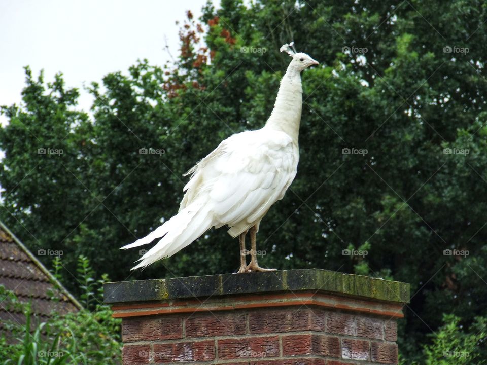 White Peafowl