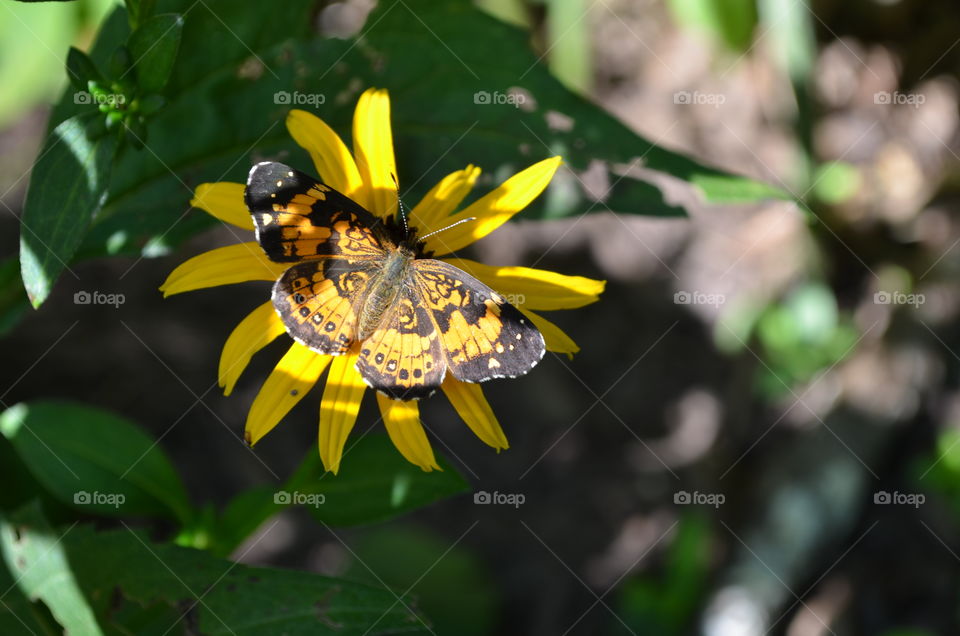 Moth on Flower