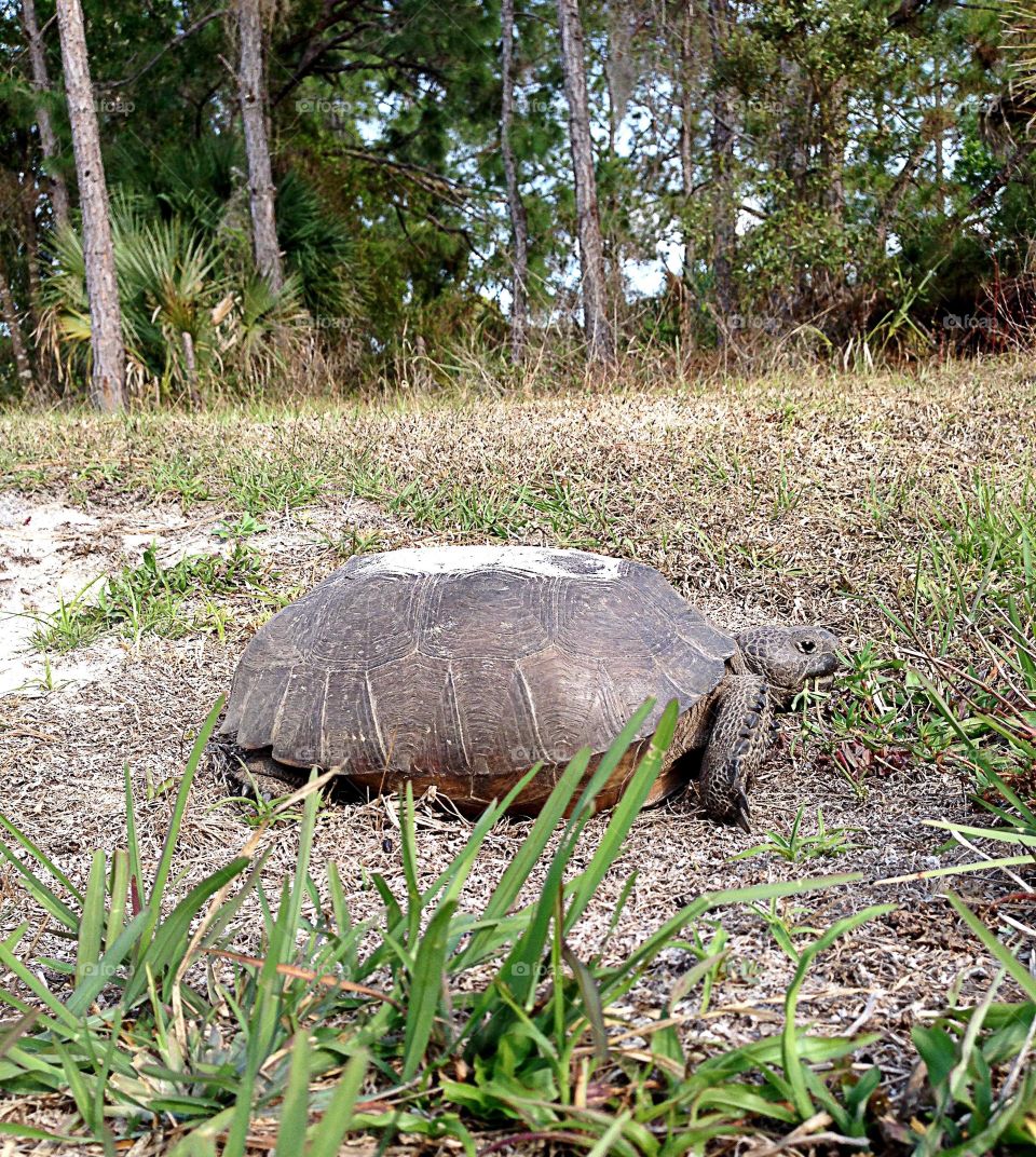 Gopher Tortoise 