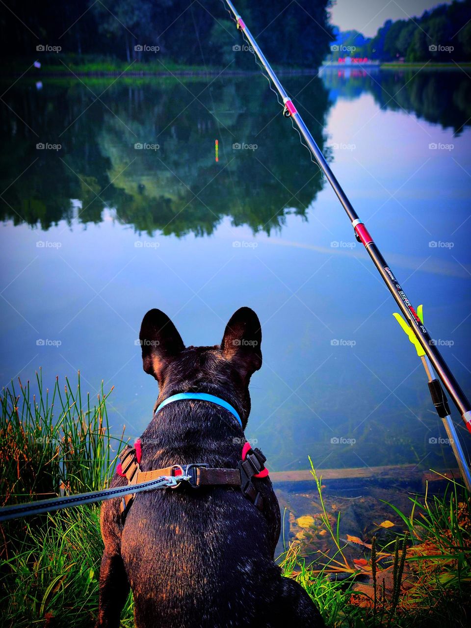 Fishing. Pond shore. There is a fishing rod on the shore and a dog sits nearby and carefully looks at the float in the water.Blue sky and green trees reflected in the water