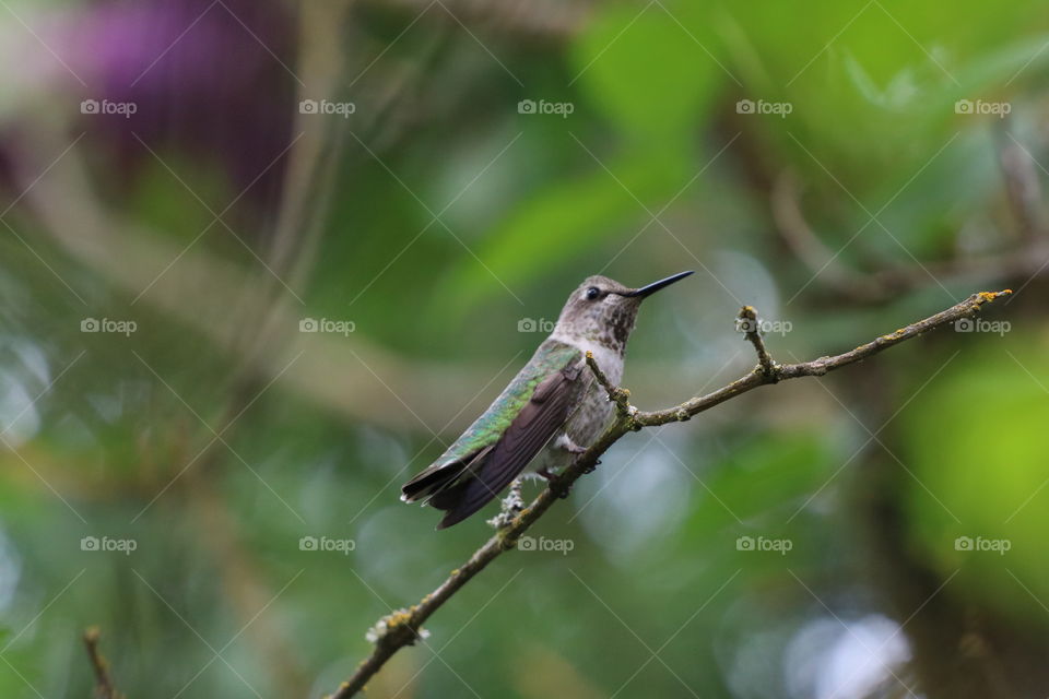 Deep in the branches of lilac tree a hummingbird perching 