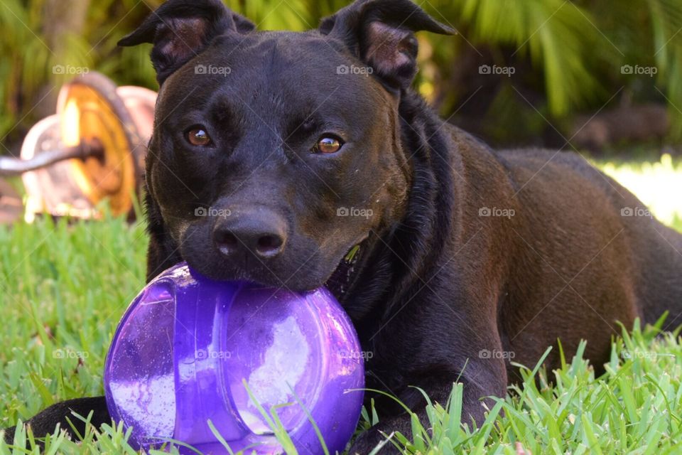Black American Staffordshire Terrier mix playing with purple ball 