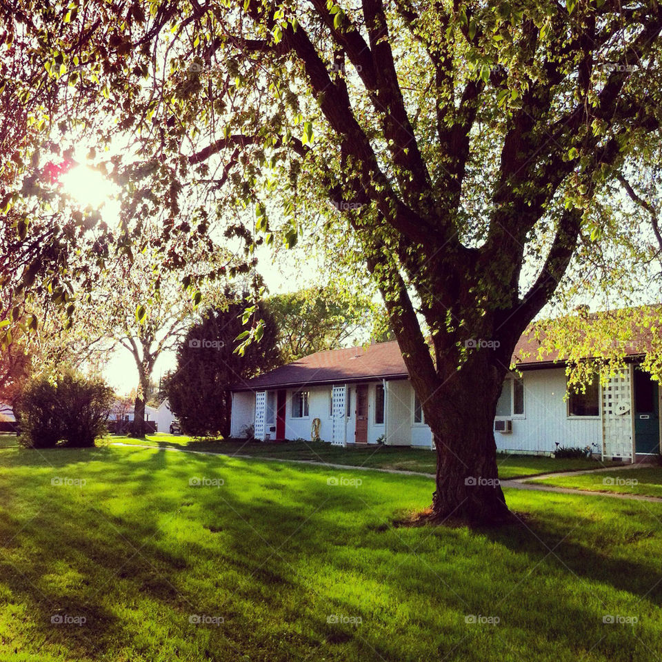 Sun through the trees in my neighbourhood.