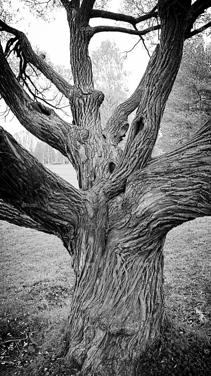 Autumn in black and white