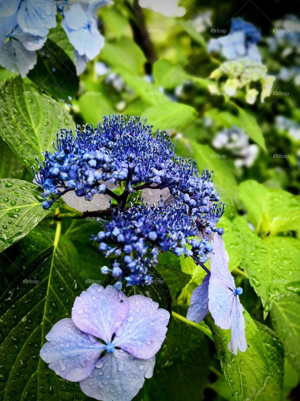 Blue Flower around green leaves after rain