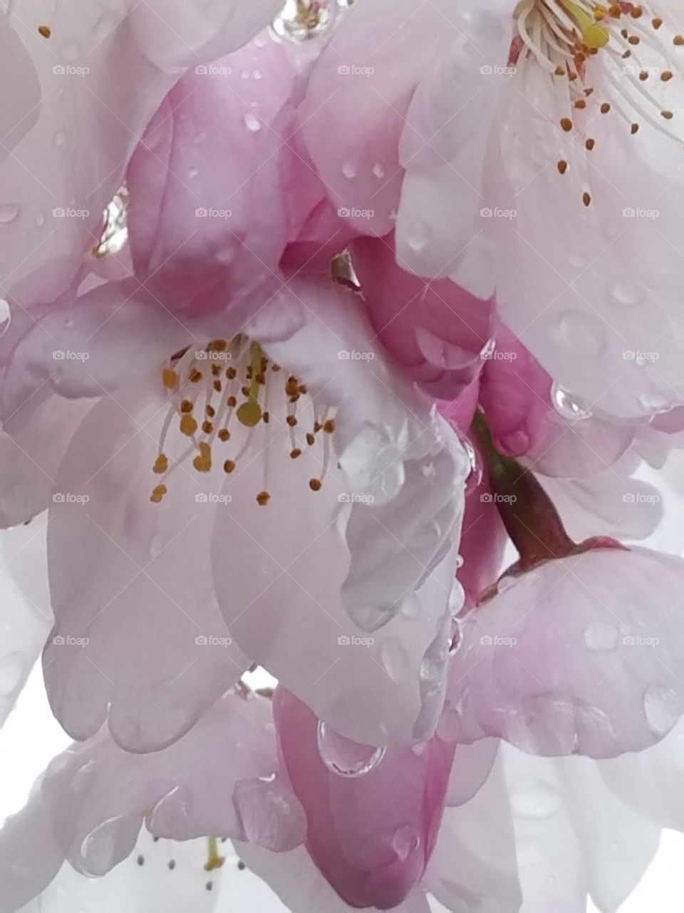 cherry blossom