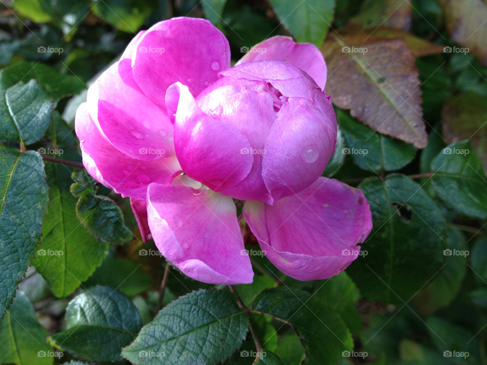 pink flower autumn blomma by cabday