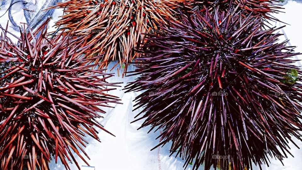 Sea urchin 