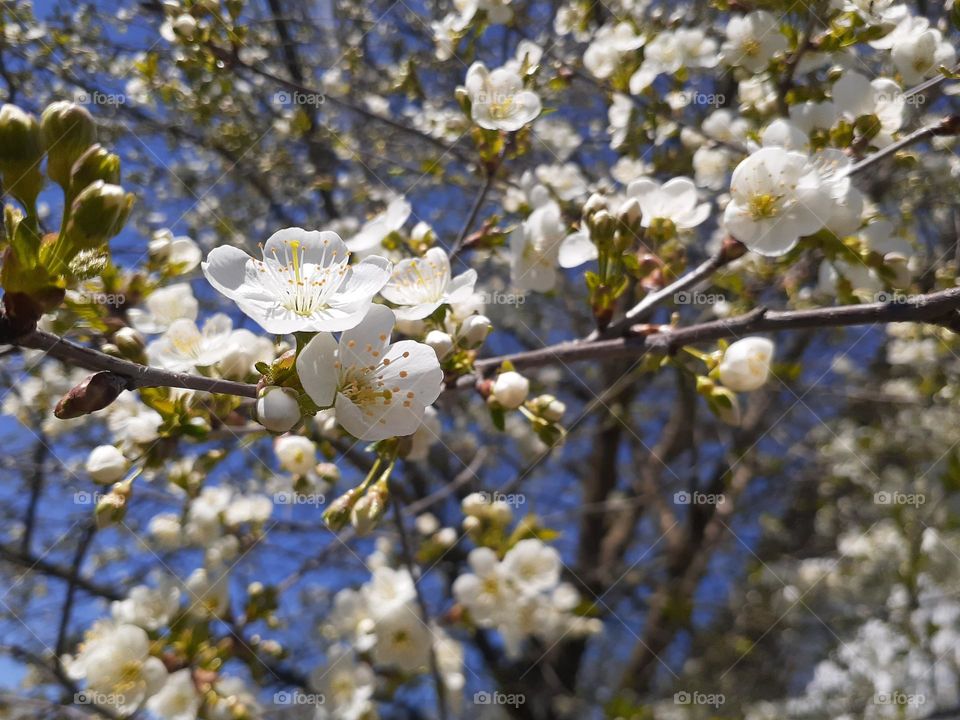 macro photo of white cherry blossom against a clear blue sky in spring