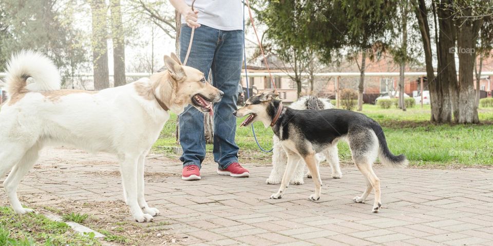 man walking three dogs outdoors