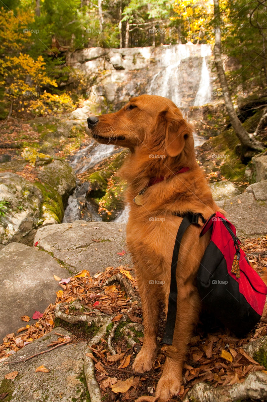 Golden retriever sitting in front of waterfall with a backpack on