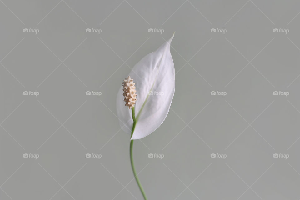 White flower on grey background