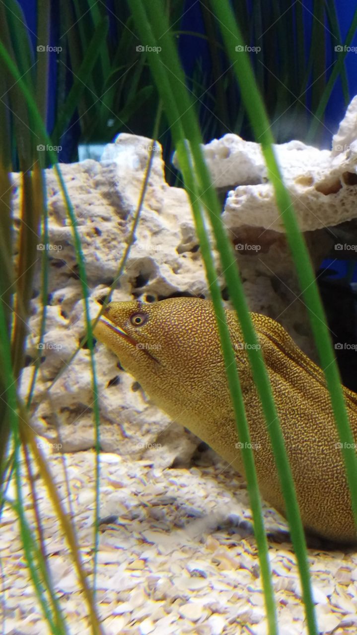 smile at me . this eel was scaring me 