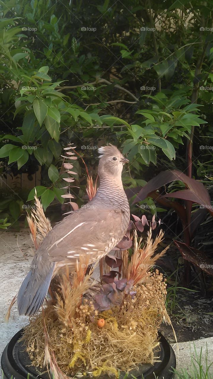 quail season. set up this bird in the backyard for a photo