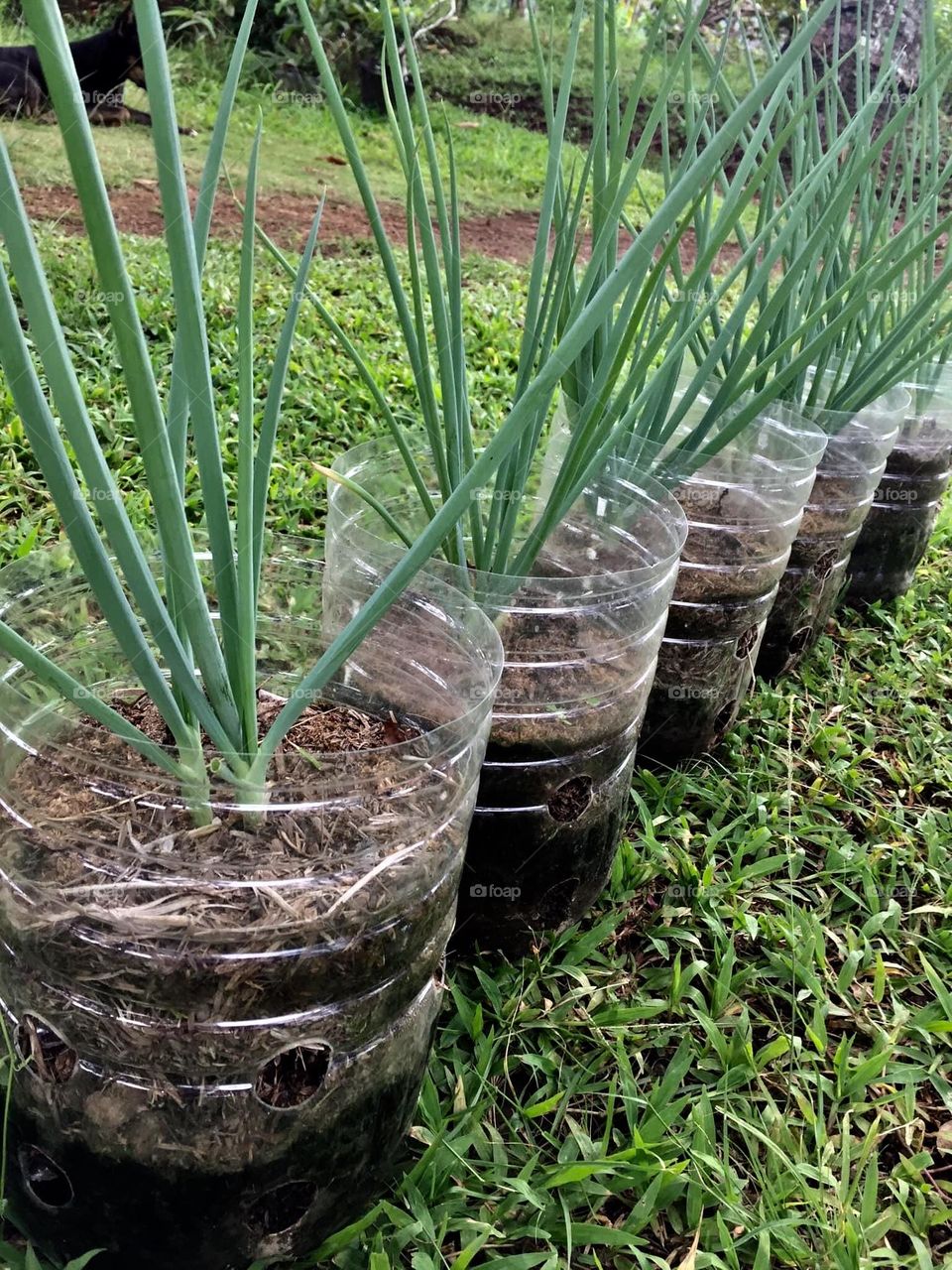 Scallions or spring onions planted in a recycled plastic water bottles to prevent solid waste at home. 