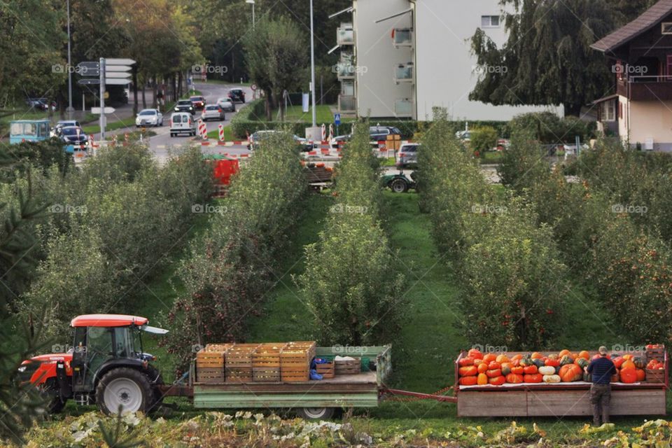 Apple And Pumpkin Harvest