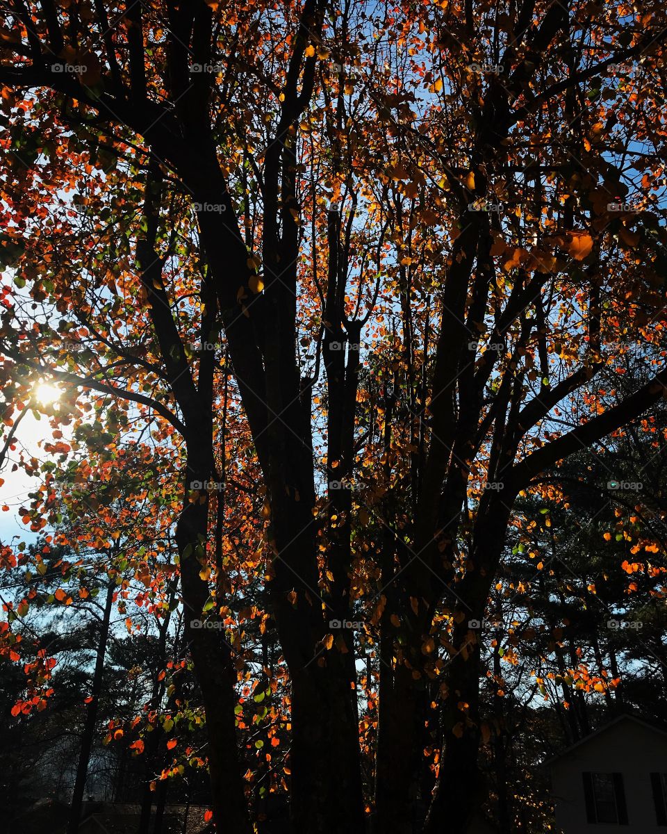 Fall leaves on a tree in Atlanta suburbs.