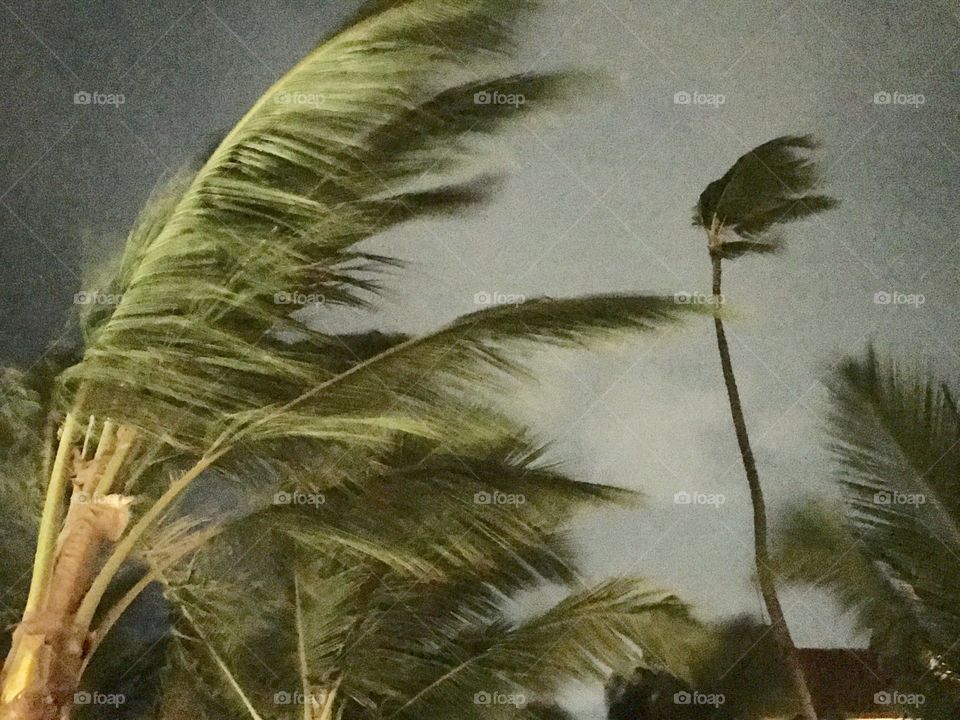 Punta Cana Tropical Wind