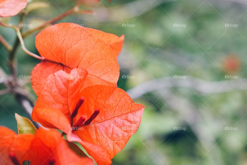 Bougainvillea 