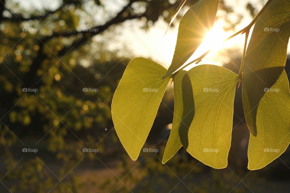 Leaf, Nature, Tree, Flora, No Person