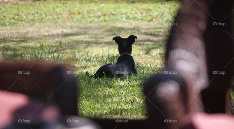 Lounging Dog In the Yard