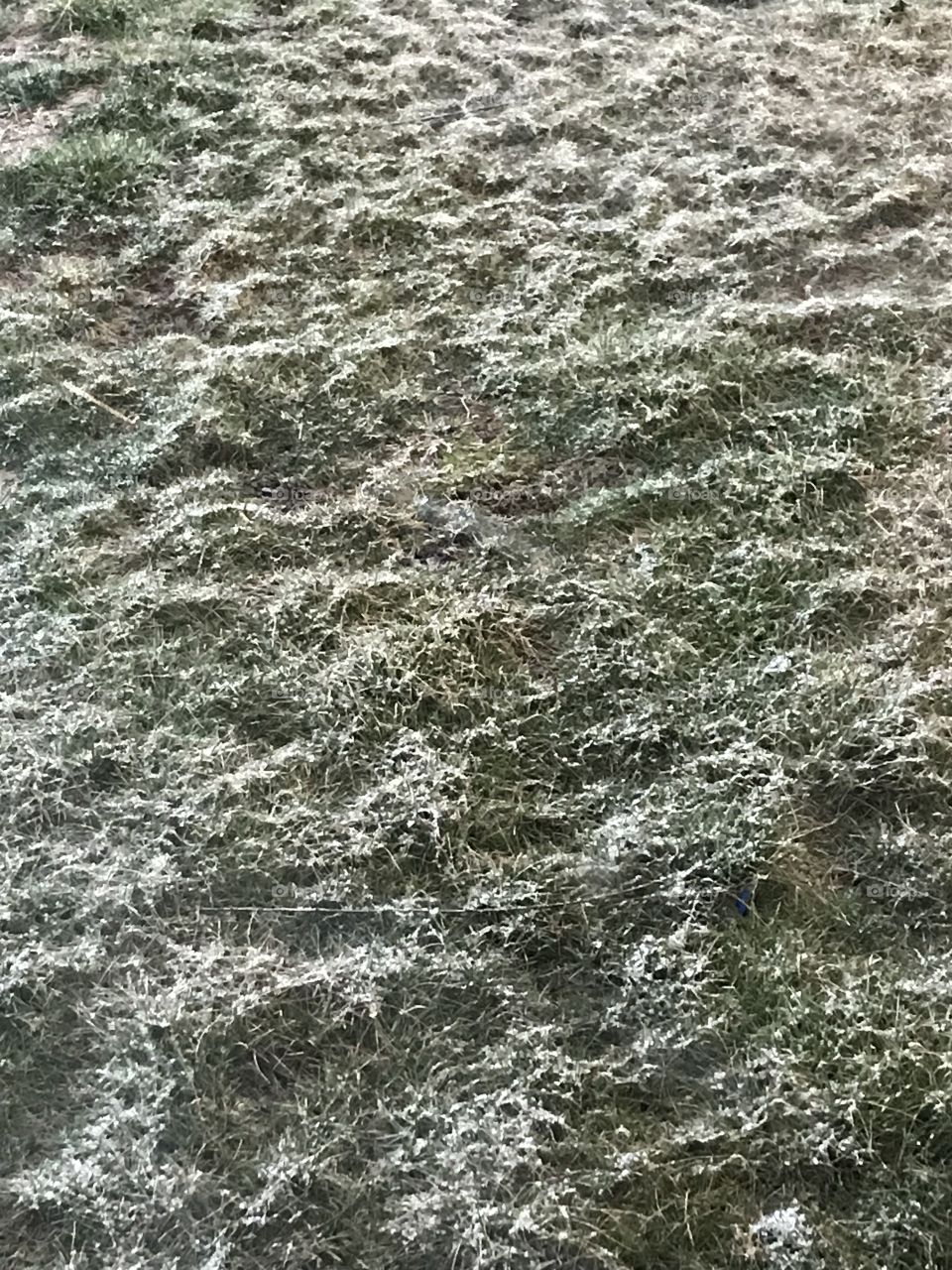 spring grass lightly dusted in a powdery layer of snow